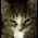 Avatar for DamonChen from gravatar.com