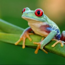 Avatar for Patrick Collins from gravatar.com