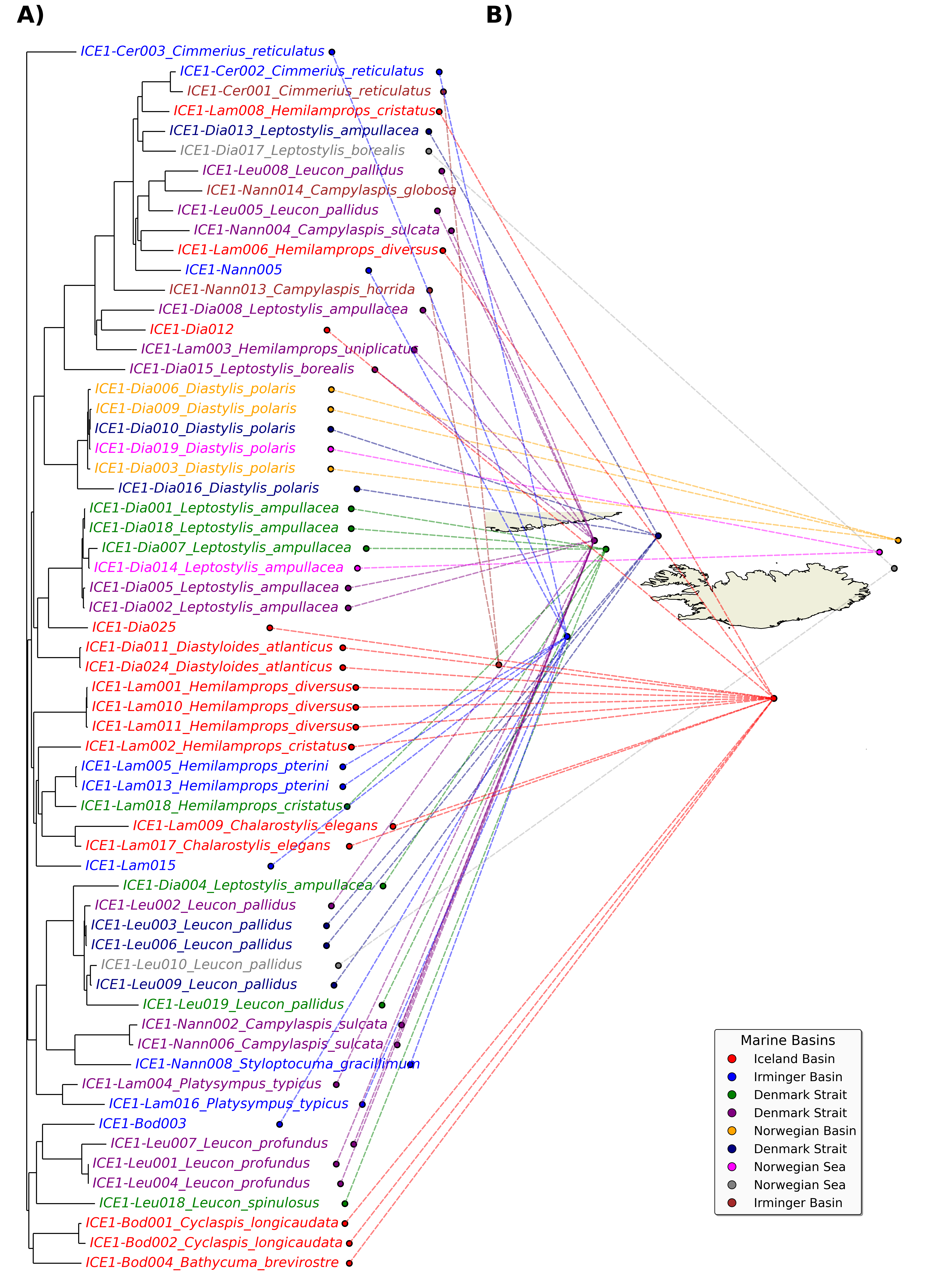 Tree-to-map Cumacea in North Atlantic