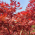 Avatar for Wulian233 from gravatar.com