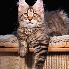 Avatar for Abduroid from gravatar.com