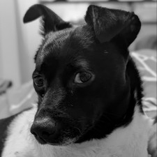 Avatar for Anthony King from gravatar.com