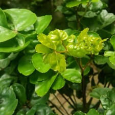 Avatar for Arkie from gravatar.com