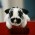 Avatar for mitchins from gravatar.com