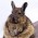 Avatar for belovachap from gravatar.com