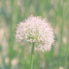 Avatar for Elly from gravatar.com