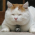 Avatar for dongmao from gravatar.com