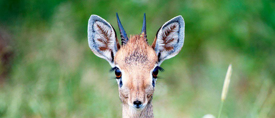 dikdik