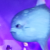 Avatar for stupidfish001 from gravatar.com