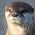 Avatar for ssbakh from gravatar.com
