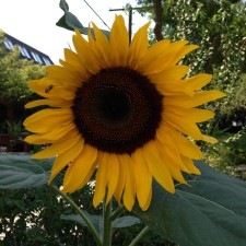 Avatar for Tom Lancaster from gravatar.com