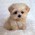 Avatar for 2231puppy from gravatar.com