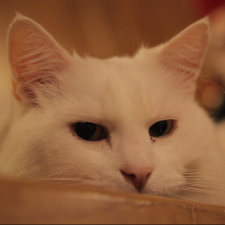 Avatar for rainbowunicorn from gravatar.com