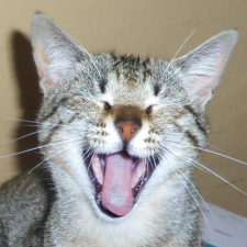 Avatar for David Lorenzo from gravatar.com