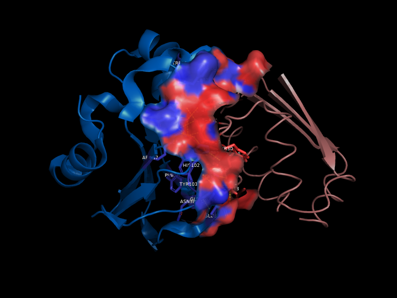 Interface view of barnase–barstar complex (1BRS)