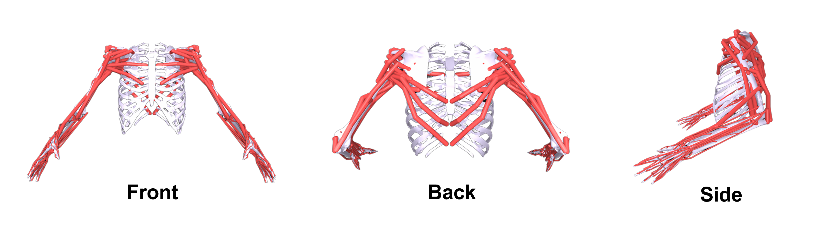 BimanualMuscle