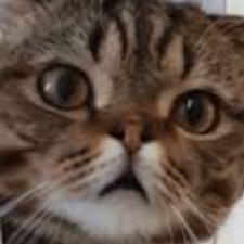 Avatar for Yonatan Viody from gravatar.com