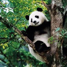 Avatar for nokiisa from gravatar.com