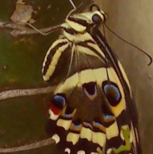 Avatar for nirinA raseliarison from gravatar.com