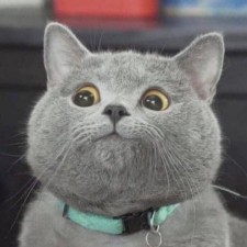 Avatar for tommao from gravatar.com