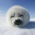 Avatar for snakeliwei from gravatar.com
