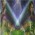 Avatar for Vokuar from gravatar.com