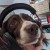 Avatar for Jaswahhihi from gravatar.com