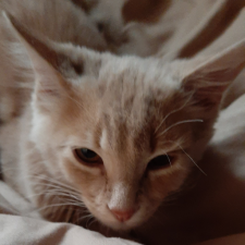 Avatar for Thecoolcats from gravatar.com