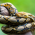 Avatar for seanwessmith from gravatar.com