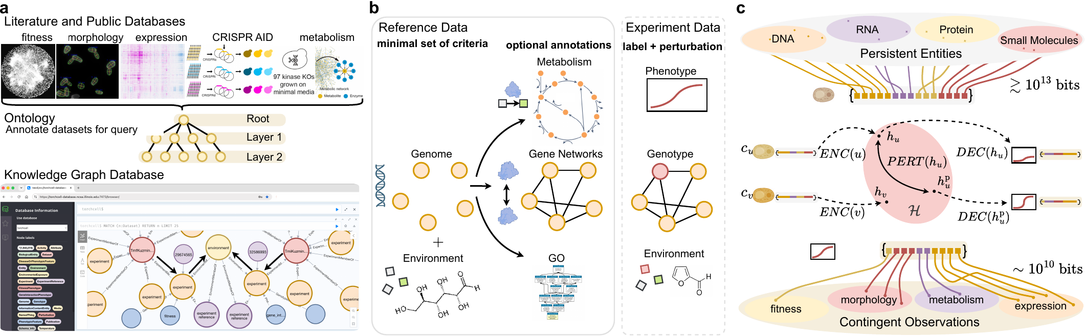 TorchCell overview: literature and public databases feed an ontology and a knowledge graph (a); reference data and experiment data (b); persistent entities, the encoder, perturbation, and decoder path, and contingent observations (c)
