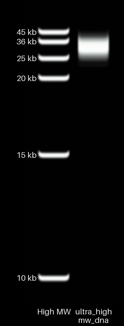 Ultra-high-MW DNA