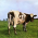 Avatar for tomrss from gravatar.com
