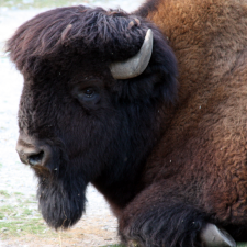 Avatar for Bengt Martensson from gravatar.com