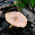 Avatar for mountainowl from gravatar.com