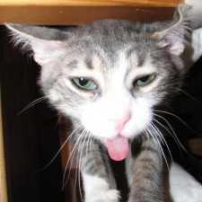 Avatar for Tan-Tan from gravatar.com