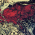 Avatar for 0vercl0k from gravatar.com
