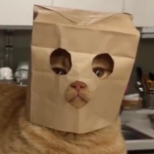 Avatar for Tim Wiechers from gravatar.com