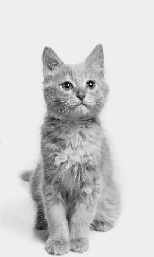 Image on grayscale