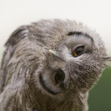 Avatar for Dmitry Figol from gravatar.com