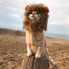 Avatar for RutaTang from gravatar.com