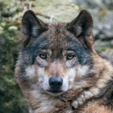 Avatar for ookami.kb from gravatar.com