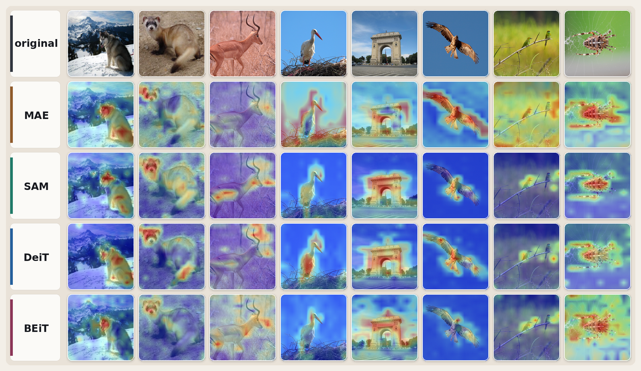 DAAM attribution overlays for timm ViT models