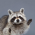 Avatar for rivmt from gravatar.com