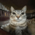 Avatar for Plugin from gravatar.com