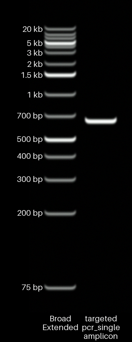 Single PCR amplicon