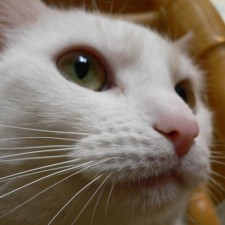 Avatar for longedok from gravatar.com