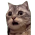 Avatar for shinaji from gravatar.com
