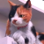 Avatar for orangishcat from gravatar.com