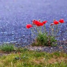 Avatar for Brian Nielsen from gravatar.com