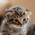 Avatar for azury from gravatar.com